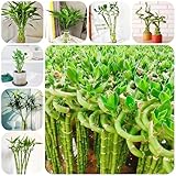 glücksbambus pflanze samen gartenpflanzen pflegeleichte Hydroponischer Anbau, wohnzimmer stauden winterhart mehrjährig, gewächshaus pflanzensamen hydrokultur topf exotische pflanzen 60pcs