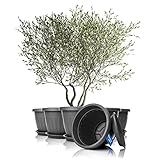 BigDean 6X Blumentopf mit Untersetzer rund ø50xH38 cm anthrazit - wetterfester Pflanzkübel - Wasserablauf UV-beständig aus bruchsicherem Kunststoff - Innen + Außen geeignet - Made in Europe