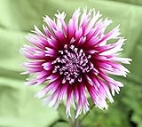 Hirschgeweih Dahlie großblumig Alauna Clair Obscur Knolle Blumenzwiebel (1)