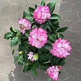 Rhododendron Hybride 'XXL®', rosa-weiß, vorgetrieben, Topf-Ø 19 cm