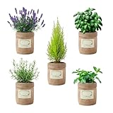 TineDew 5 Sets Kräutertöpfe für Zimmerpflanzen, 12,7 cm, transparente Kunststoff-Pflanztöpfe mit Drainage und Untersetzer, Kräuterpflanzgefäße mit Vintage-dekorativer Jute-Blumentopfabdeckung für
