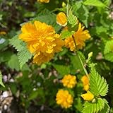 sträucher ranunkelstrauch samen grünpflanzen, gartendeko für draußen ranunkelstrauch zimmerpflanzen echt samen zimmerbonsai bonsai, blumensamen balkon winterharte kübelpflanzen, hecken 125pcs