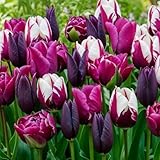 Dutch Bulbs Tulpen Zwiebeln Lila & Schwarz & Weiß Mischung - 25 Blumenzwiebeln - Tulpenzwiebeln winterhart mehrjährig - Niederländische Qualität - Für Garten, Töpfe und Balkon