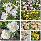 nachtkerze samen - wiesensaatgut, schattenpflanzen nachtkerze samen bio bonsai samen, winterharte kübelpflanzen seltene pflanzen, wohnzimmer deko blumenwiese samen mehrjährig, herbst 65pcs