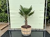 Tropictrees - TRACHYCARPUS FORTUNEI - PALME 150 CM IN HALBES WEINFASS - A+