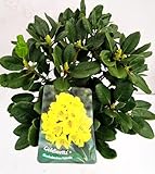 Alpenrose Rhododendron Goldinetta - R - 30-40 cm breit im 5 Liter Pflanzcontainer