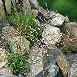 strandflieder bodendecker winterhart mehrjährig, bio strandfliedersamen indoor kräutergarten 150pcs