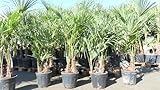 gruenwaren jakubik Trachycarpus fortunei 170-190 cm Palme Hanfpalme, winterhart bis -18°C