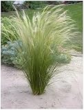 Stauden Gänge 3 x Stipa tenuissima 'Pony Tails' im 1 Liter Topf (Ziergras/Gräser/Winterhart/Mehrjährig/Staude/Stauden) Federgras - Leichtigkeit und Eleganz in jedem Garten