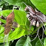 fledermausblume, winterharte deko balkon, schattenpflanzen steingartenpflanzen seltene, wohnzimmer deko 50samen