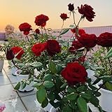 rosensamen kletterrosen duftend - seltene samen blumen für balkon indoor plants pflanzensamen saatgut blumenbeet stauden winterhart deko pflanzen saat hochbeett bodendecker samen 300pcs