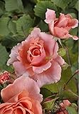 'Schloß Bad Homburg' (R), Duft-Kletterrose in A-Qualität, Wurzelware