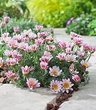 BALDUR Garten Winterharter Bodendecker Afrikanisches Ringkörbchen, 3 Pflanzen Anacyclus depressus, Polsterstaude, Ringblume, winterharte mehrjährige Staude, trockenresistent, blühend
