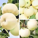 Apfelbaum 'Weißer Klarapfel (Papierowka)' Winterharter Obstbaum 80-140 cm, Aromatische Süße Früchte, Wurzelnackte Obstbaume, Apfel, Malus domestica, Mehrjährig, Ideal für Garten & Obstwiese
