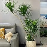 drachenblutbaum, indoor drachenbaum winterharte garten zimmerbonsai minigarten 6samen