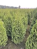 2 Thuja Brabant 120-150cm XXl ohne Topf gemessen frisch vom Feld Gartenhecke Heckenpflanzen Immergrüner Lebensbaum