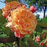 Kletter-Rose Aloha in Rot & Apricot-Rosa Nuancen - Duft Kletterrose Pflanze als Rankhilfe im 5 Liter Container von Garten Schlüter - Pflanzen in Top Qualität