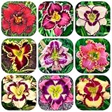 taglilien - garten balkon deko bodendecker exotische deko wohnzimmer hochbeet winterharte 300samen