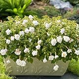 AchimenesSamen-deko garten-Pflanzenfür sonnige plätze gartendeko für draußen-wohnzimmer deko gartenpflanzen-dekoPflanzenwieseSamen80pcs