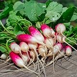 radieschen winterhart, stauden winterhart mehrjährig pflanztöpfe balkon garten winterharte für balkon, garten winterharte gemüsesamen 25samen