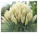 3 x Cortaderia selloana 'White' im 1 Liter Topf (Ziergras/Gräser/Winterhart/Mehrjährig/Immergrün) Weißes Pampasgras - Majestätische, schneeweiße Federn für Ihren Garten - von Stauden Gänge