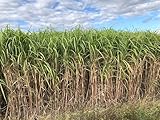 MISCANTHUS WIEDEMANN - 5 Pflanzballen Bio zertifizierter Miscanthus x giganteus, Sichtschutz, Ziergräser, Hecke, winterhart