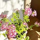 polsterphlox - samen blumen samen teppichphlox bonsai topf pflanze stauden samen balkonblumen pflanztopf blumenwiese samen blumensamen polsterphlox flower seeds wildblumensamen 100pcs