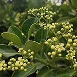 Stechpalme, baumsamen pflanzensamen Ilex chinensis, sträucher immergrüne winterhart winterharte für garten 50Samen
