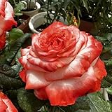 rosensamen kletterrosen duftend - exotische pflanzen garten hochbeet saatgut blumenbeet blumen für balkon pflanzen für garten seltene samen saat bienenfreundliche blumensamen deko 600pcs