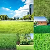 rasensamen pflanzenkübel balkon hochbeet pflanztöpfe deko kräutergarten winterharte kübelpflanzen dachbegrünung winterharte stauden rasen balkonpflanzen 5000samen