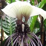 fledermausblume, winterharte deko balkon topfpflanzen bio blumenbeet gartendeko für draußen blumenteppich winterharte garten 60samen