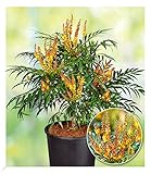 BALDUR Garten Mahonie Volcano® (MYOY®), 1 Pflanze,pflegeleichter Zierstrauch, winterhart, immergrün, pflegeleicht, für Standort im Schatten geeignet, blühend, Buddleja Hybride