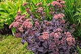 Sedum telephium, Purpur-Fetthenn 'Emperors' Wave' winterhart