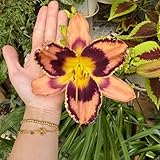 taglilien - deko zimmer balkon winterharte für garten hochbeet bienenfreundliche 150samen