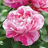 Kölle's Beste! Stammrose 'Colibri Farbfestival®', Kletterrose, Stammhöhe 60cm im 7,5 Liter Topf