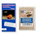AQ4Aquaristik Triops Zuchtansatz Natur-Erlebnis-Set Urzeitkrebs-Eier ca. 100 Stück in Sand mit Anleitung