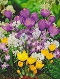 Buntes Blumenzwiebel Paket Bienenweide mit 100 Zwiebeln Krokusse Anemonen Blanda Schneeglanz Blausternchen Tulpenzwiebeln Nr7