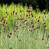 WASSERPFLANZEN WOLFF - Typha minima - Zwergrohrkolben - fertig im PFLANZKORB - QUALITÄTSSTAUDE - durchwurzelt - winterhart - heimisch