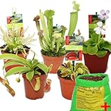 Exotenherz - Starter Set Fleischfressende Pflanzen - 5 Pflanzen + Erde - Karnivorenerde