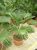 Seedeo Hanfpalme Trachycarpus wagnerianus 8 Samen