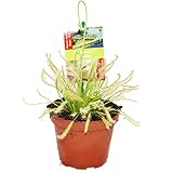 Sonnentau - Drosera capensis - 9cm Topf
