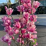 magnolienbaum samen - magnolia - pflanzen balkon, deko wohnzimmer magnolie samen gartenblumen, schnittblumen samen grünpflanzen, gartendeko für draußen bio samen alte sorten, baum 200pcs