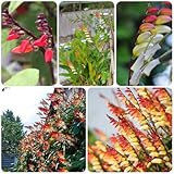 Sternwinde Samen - Mina lobata - seltene pflanzen wildblumensamen pflanzen für draußen winterhart schnellwachsende kletterpflanzen balkon pflanze rankpflanzen blumendeko blumenwiese 25pcs