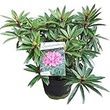 Zwerg-Rhododendron 'Graziella' – Winterharte & Immergrüne Schönheit, ca. 50 cm | Perfekt für Garten & Kübel