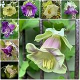 GlockenrebeSamen, Cobaea scandens, blumensamen gastgeschenk winterharte für garten 200pcs