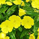 nachtkerze winterfeste für balkon, balkonpflanzen winterhart exotische gartensamen topfpflanzen bodendecker winterhart mehrjährig, 100samen