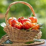 apfelbaum samen, zwergobstbäume topf pflanze garten blumen säulenobstbäume pflanzen für balkon baumsamen exotische früchte seltene samen obst samen winterharte kübelpflanzen 600pcs