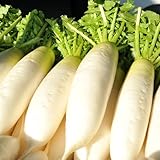 radieschen winterhart, gemüsesamen radieschensamen balkon garten balkonpflanzen winterhart pflanzensamen wintergemüse kräuterpflanzen 55samen