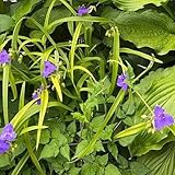 tradescantia pflanze samen zimmerbonsai bonsai samen, kräutersamen tradescantia kräuter samen mehrjährig küchenkräuter balkonpflanzen kräuterpflanzen, indoor kräutergarten 150pcs