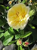 Kletterrose Soleil Vertical® - Rosa Soleil Vertical® - gelb - Duft++++ - Delbard-Rose